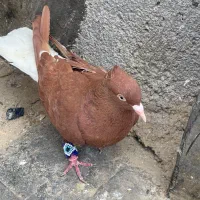 سرخ دم سفید