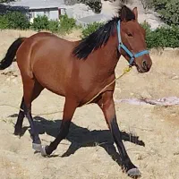 کره اسب سه سال