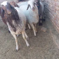 بره نر|حیوانات مزرعه|سده (خراسان جنوبی), |دیوار