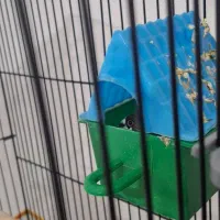 فنج|پرنده|مشهد, امیریه|دیوار