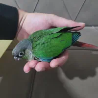 فروش جوجه گرینچیک یلوساید سرلاکی سالم