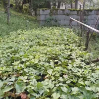 فروش نشا ژینکو،پالم،فونیکس