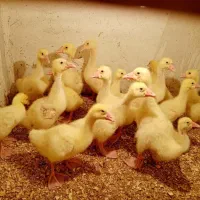 غاز،بوقلمون،مرغ،تخم نطفه دار،دستگاه جوجه کشی|حیوانات مزرعه|تهران, مشیریه|دیوار