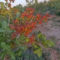 کارگر زن روزمزد افغان جهت کار در باغ