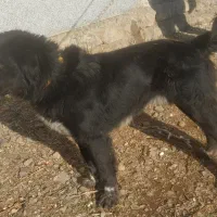 قدرجونی نر|سگ|کنگاور, |دیوار