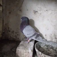 کبوتر گرفتنی معاوضه با قناری رسمی بلند