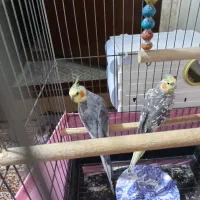 عروس هلندی های سالم و آماده جوجه کشی|پرنده|خوی, |دیوار