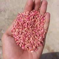 گندم اذردا  کودشت و کریم|گل و گیاه طبیعی|بجنورد, |دیوار