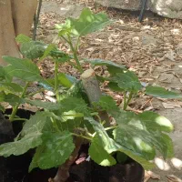 نهال انجیر چهار فصل بنفش|گل و گیاه طبیعی|پلان, |دیوار