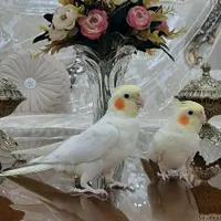 عروس هلندی