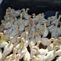 جوجه بوقلمون بیوتی ۶ بیست روزه و۳۰ روز