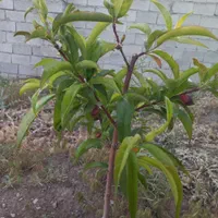 زمین ویلایی ۵۰۰متری|فروش زمین و ملک کلنگی|بستان آباد, |دیوار