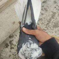 کبوتر
