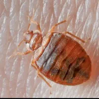 سمپاشی سوسک|خدمات نظافت|کردکوی, |دیوار