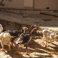 ۵ عدد جوجه لاری اصیل دونگ بالا اصل افغانستان|حیوانات مزرعه|تکاب, |دیوار