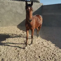 کره اسب نریون|اسب و تجهیزات اسب‌سواری|بجستان, |دیوار