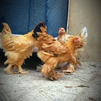 برهما وارداتی|حیوانات مزرعه|ایلام, |دیوار