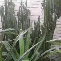 گل های آپارتمانی وکاکتوس های زیبا بفروش میرسد|گل و گیاه طبیعی|زرقان, |دیوار