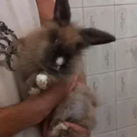 خرگوش لپ|موش و خرگوش|چهارباغ, |دیوار