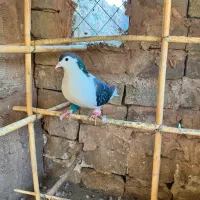 ساده امری و سبز|پرنده|سبزوار, امیر کبیر|دیوار