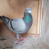 کبوتر المانی