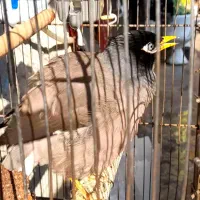 مرغ مینای زیبا|پرنده|برازجان, |دیوار