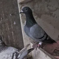 کبوتر نر و ماده جفت|پرنده|قزوین, |دیوار