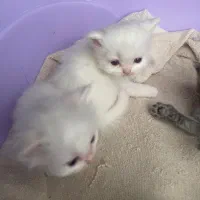 بچه گربه پرشین دال فیس|گربه|محمدشهر, شهرک پیام (مهرالبرز)|دیوار