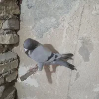 پلاکی ، نامه بر|پرنده|کرمانشاه, |دیوار