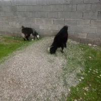 4عدد بزغاله و2عدد بزبیگ|حیوانات مزرعه|دزفول, |دیوار