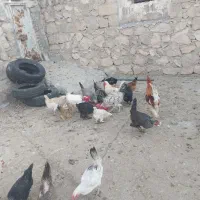 خروس مرغ|حیوانات مزرعه|بهبهان, |دیوار