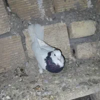 طوقی|پرنده|لاران, |دیوار