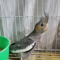 جوجه عروس سیامون ۴۰ روزه