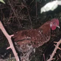 مرغ و خروس کاملا محلی