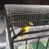 قناری ماده اماده بلند|پرنده|رودهن, |دیوار