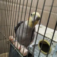 عروس هلندی سخنگو