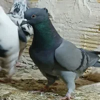 کفتر خوب|حیوانات|قم, نیروگاه|دیوار