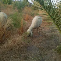 میش فروشی ارزوئیه|حیوانات مزرعه|ارزوئیه, |دیوار