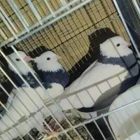 کفتر طوقی و ابلق