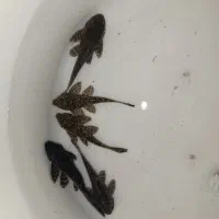 کت اسپرت و معمولی و پوزه خرگوشی