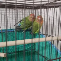 کوتوله برزیلی