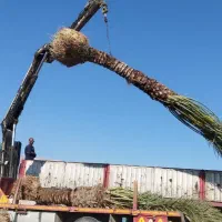 مرجع رسمی فروش نخل در کل جنوب کشور
