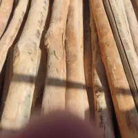 انواع چوب چنار کالیتوس خریدارم