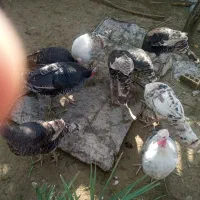 12عدد بوقلمون|پرنده|چرام, |دیوار