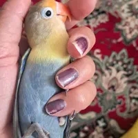 گمشده|حیوانات|نیشابور, بلوار گلها|دیوار