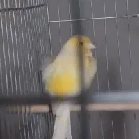 قناری رسمی|پرنده|قرچک, میرزائی شمالی|دیوار