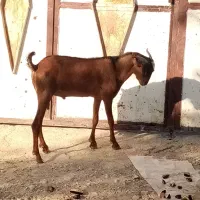 دو عدد کهره نر|حیوانات مزرعه|بندرعباس, |دیوار