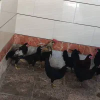 مرغ خروس|حیوانات مزرعه|بندر امام خمینی, |دیوار