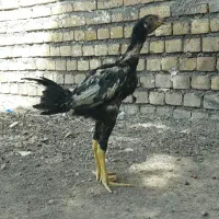 جوجه خروس و مرغ لاری|حیوانات مزرعه|کرمانشاه, |دیوار