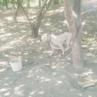 پیتبول نر